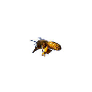 Open Sky Custom Educational Software Page Floater Honey Bee