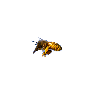 Open Sky Custom Educational Software Page Floater Honey Bee