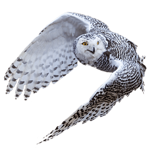 Custom Software Development Portfolio | Open Sky Software