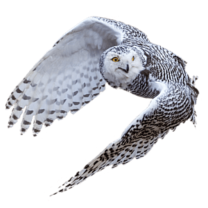 Open Sky Software Floating Owl