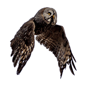 Open Sky C/C++ Consulting Page Floater Owl